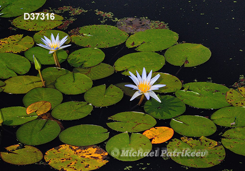 Blue Lotus (Nymphaea caerulea)